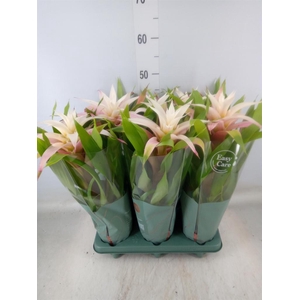 Guzmania  'Deseo Magical White'