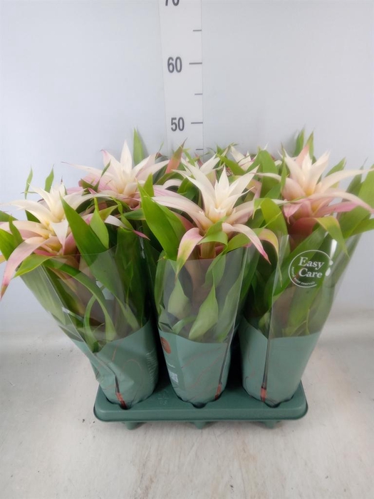 <h4>Guzmania 'Deseo Magical White'</h4>