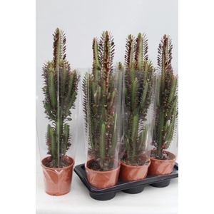 Euphorbia trigona Rubra