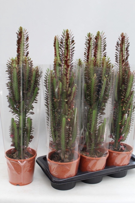<h4>Euphorbia trigona Rubra</h4>