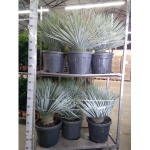 Yucca rostrata