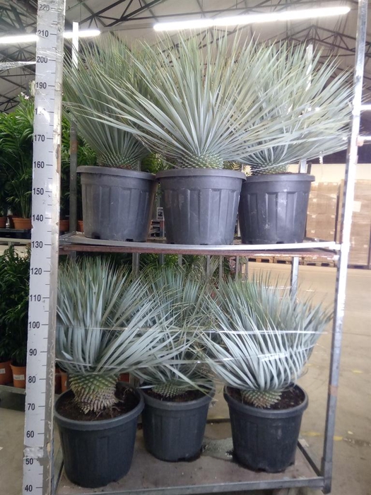 <h4>Yucca rostrata</h4>