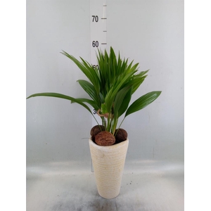 Livistona rotundifolia