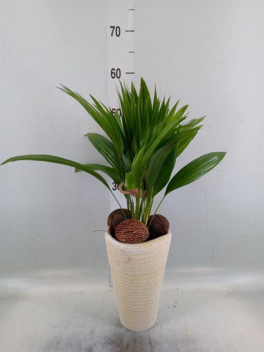 <h4>Livistona rotundifolia</h4>