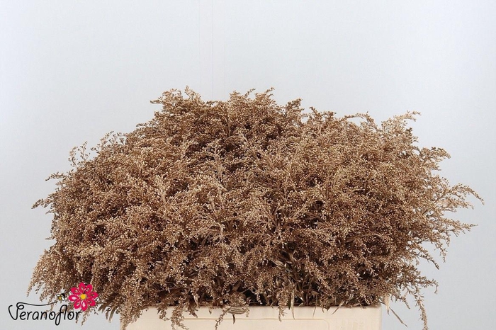 <h4>SOLI OV KLB H%</h4>