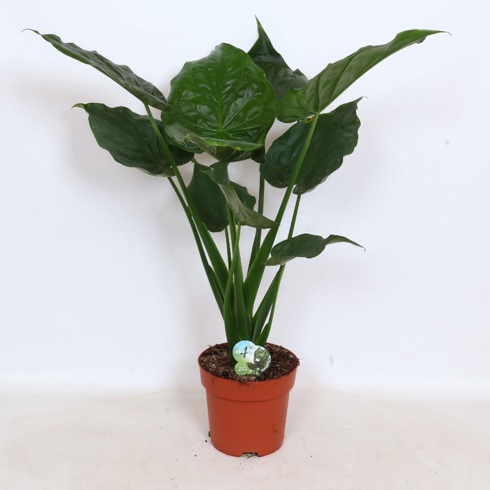 <h4>Alocasia Cucullata</h4>