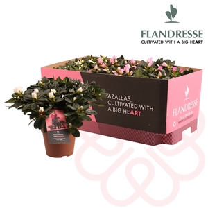 Azalea Flandresse® 'Sweet Pastello' 22 - 25 cm