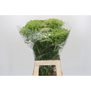 Ammi Visnaga