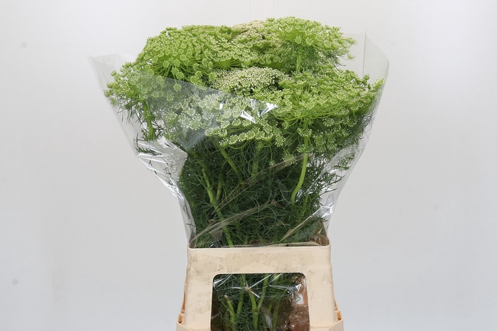 Ammi Visnaga