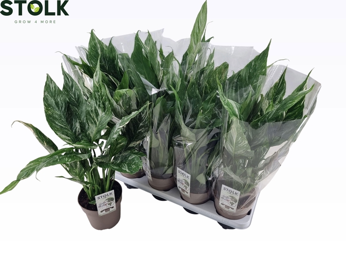 <h4>SPATH DIAMOND</h4>