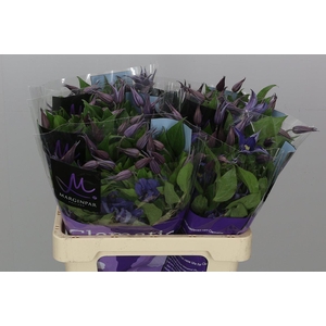 Clem Blue Pirouette