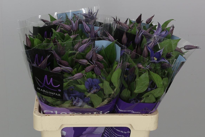 <h4>Clem Blue Pirouette</h4>