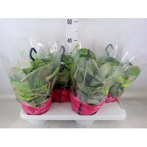 Scindapsus pictus 'Trebie'