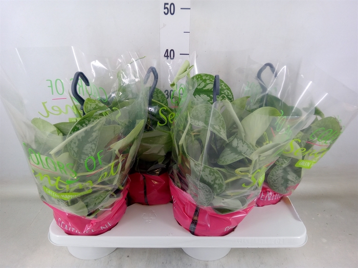 <h4>Scindapsus pictus 'Trebie'</h4>
