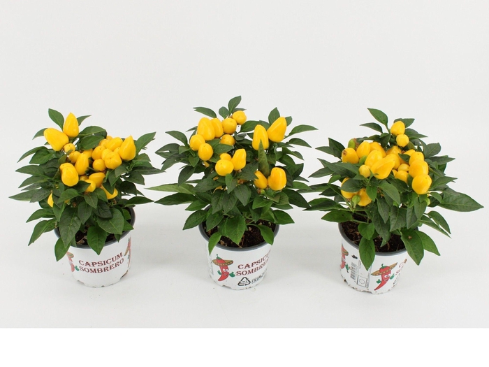<h4>Capsicum Annuum 'Mambo Yellow'</h4>
