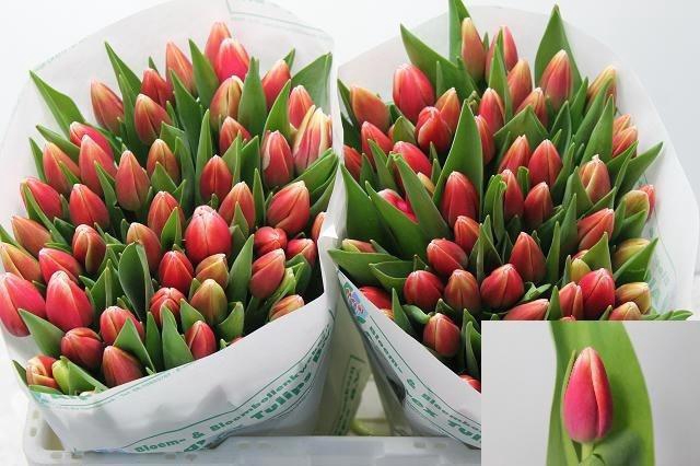 <h4>Tu En Outfit</h4>