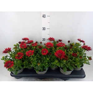 Osteospermum  'Sunny Dixie'