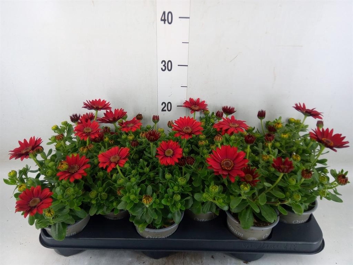 <h4>Osteospermum 'Sunny Dixie'</h4>