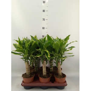 Dracaena frag. 'Golden Coast'