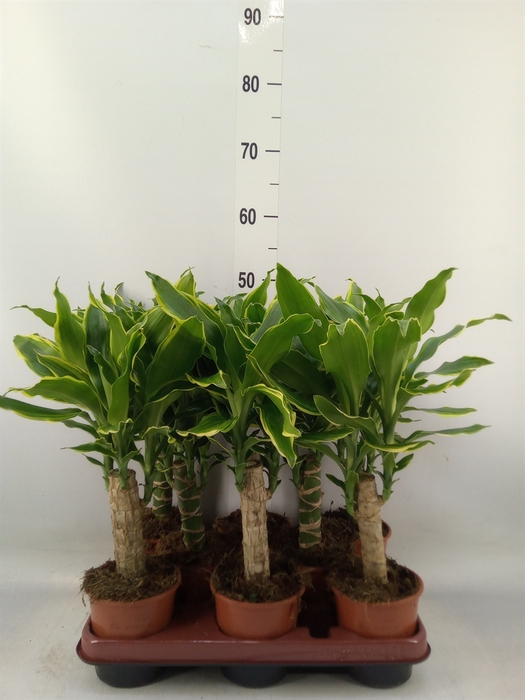 <h4>Dracaena frag. 'Golden Coast'</h4>