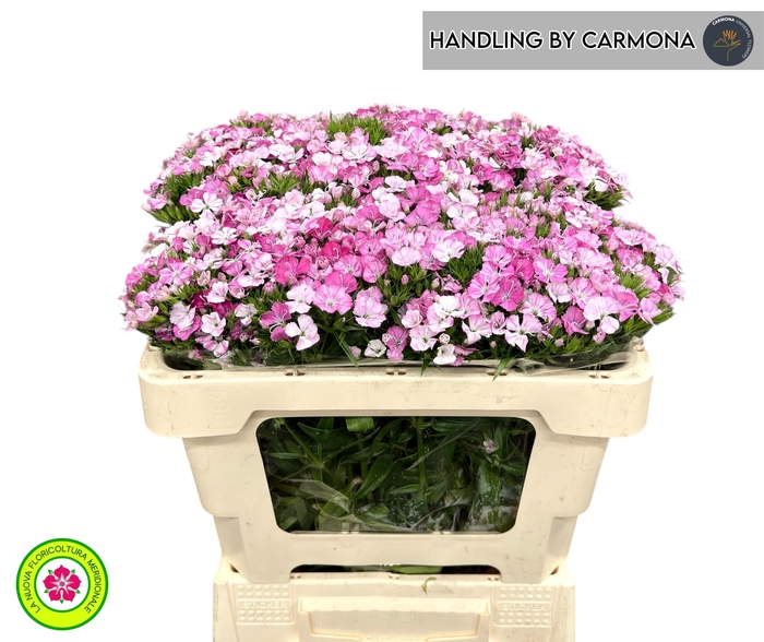 <h4>DI BARB AM ROSE</h4>