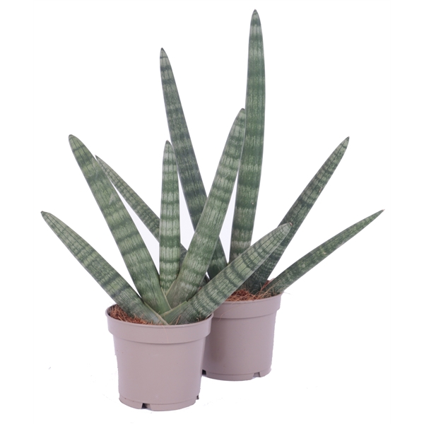 <h4>Sansevieria 12 cm cylindrica spike handshape</h4>