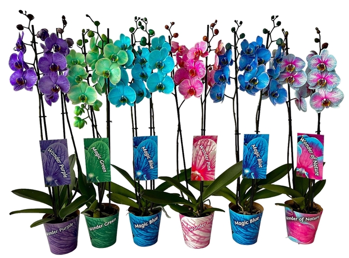 <h4>2 tak mix ton sur ton potcover en etiket</h4>