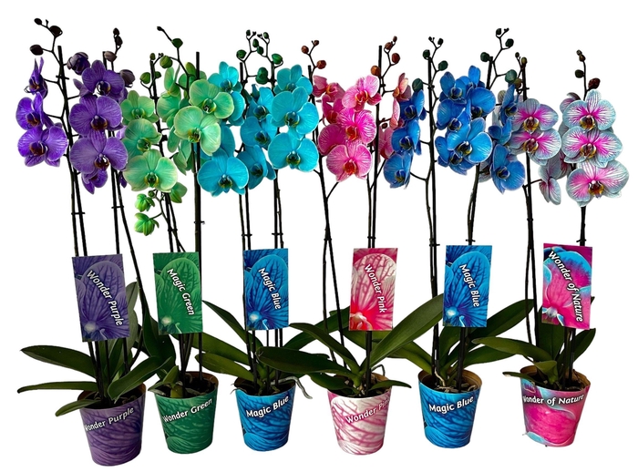 <h4>2 tak mix ton sur ton potcover en etiket</h4>