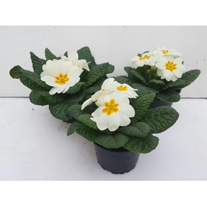 Primula acaulis wit