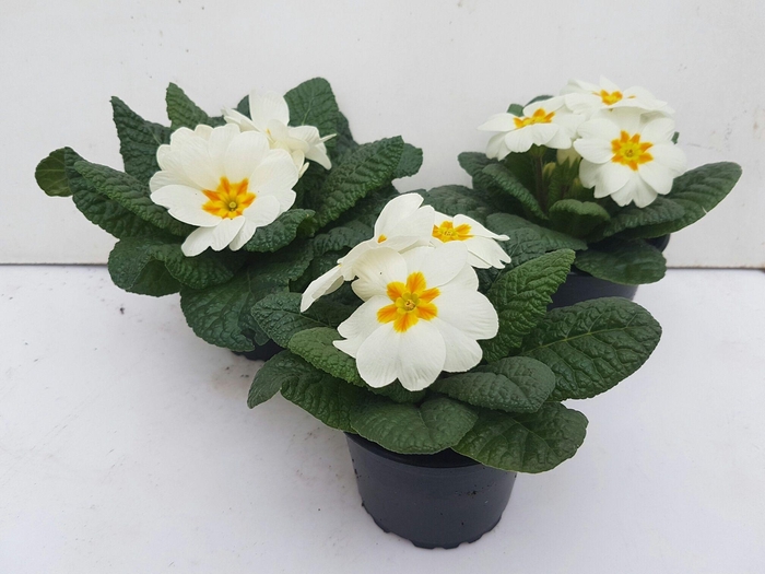 <h4>Primula acaulis wit</h4>
