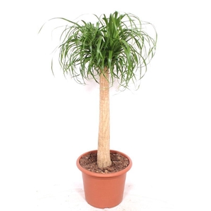 Beaucarnea recurvata