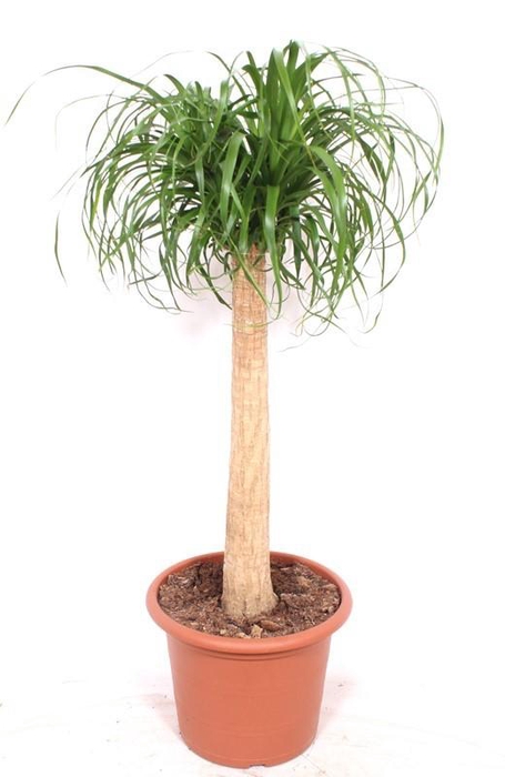 <h4>Beaucarnea recurvata</h4>