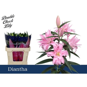 LI OR DU DIANTHA