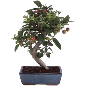Bonsai Outdoor Deluxe Malus domestica ø25cm