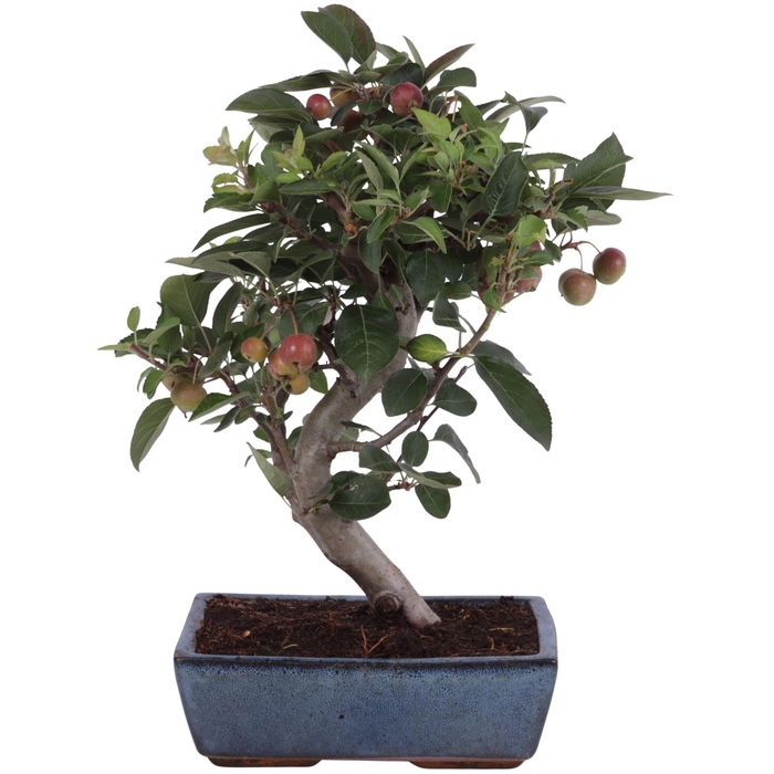 <h4>Bonsai Outdoor Deluxe Malus domestica ø25cm</h4>