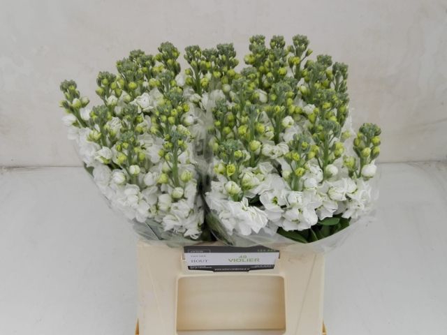 <h4>MATTH IRON WHITE</h4>