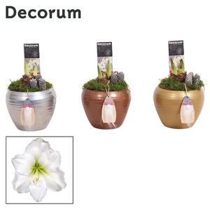 Hippeastrum Wit 2 Knop in Melanie KERST (Decorum)