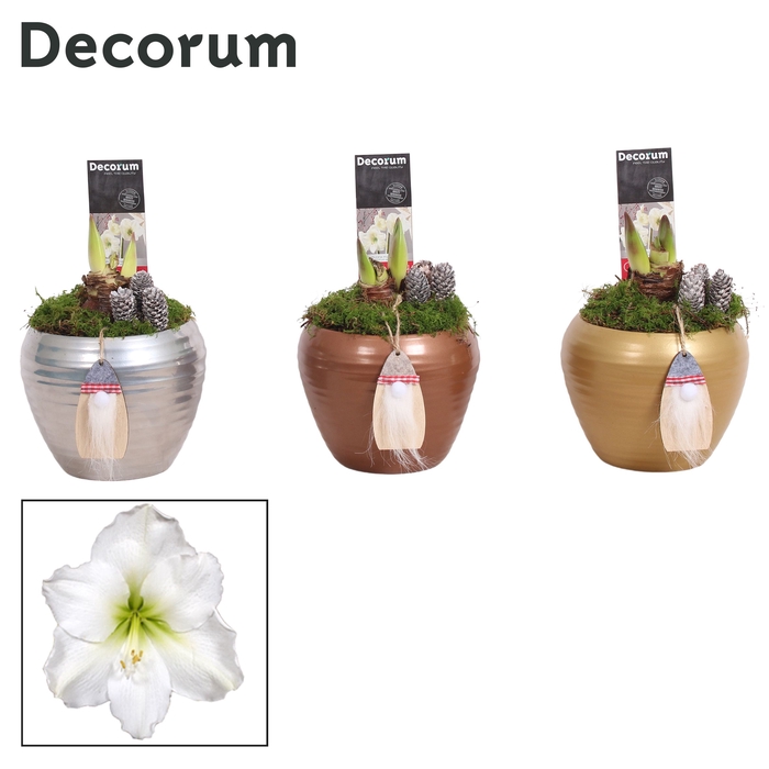 <h4>Hippeastrum Wit 2 Knop in Melanie KERST (Decorum)</h4>