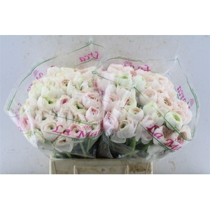 Ran Kloon Prima Hanoi