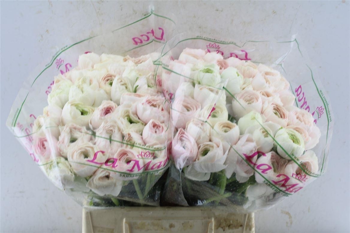 <h4>Ran Kloon Prima Hanoi</h4>