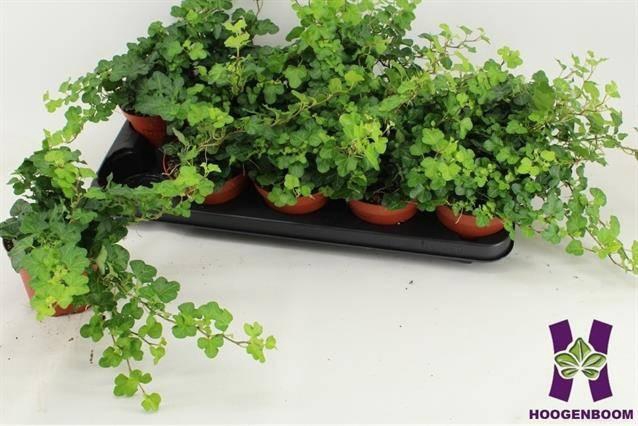 <h4>HEDERA WONDER P12</h4>