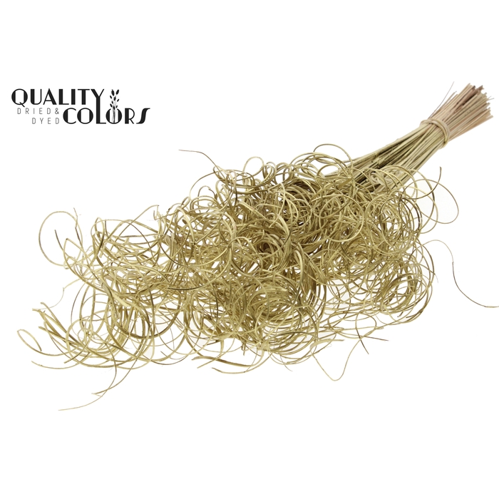 <h4>Palm Curly TT 3pc/tuft - 33 tuft/bunch Gold</h4>