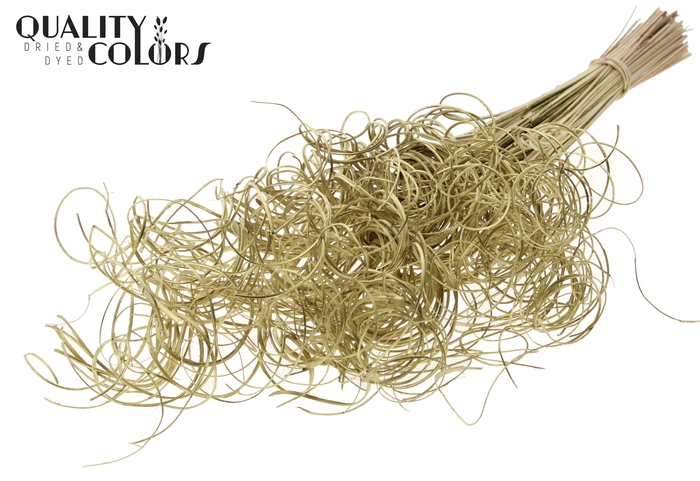 Palm Curly TT 3pc/tuft - 33 tuft/bunch Gold