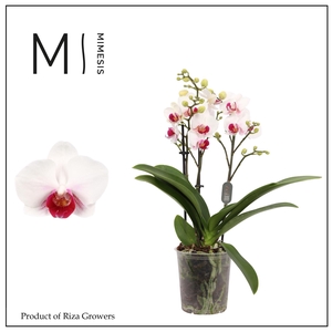 Phalaenopsis Safe Haven 3 spike - 9cm | Mimesis