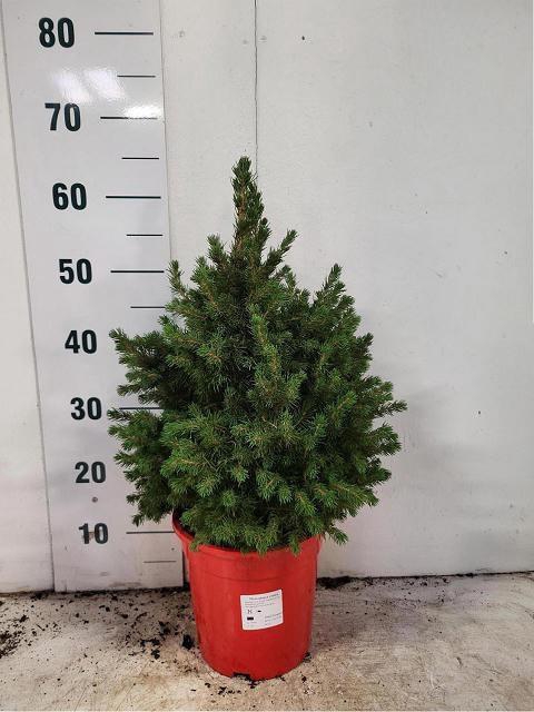 <h4>PICEA GL CONICA</h4>