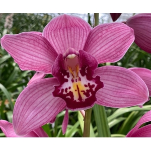Cymbidium Cynthia 80 cm X2 Koningshof