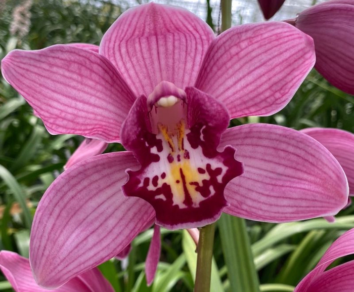 <h4>Cymbidium Cynthia 80 cm X2 Koningshof</h4>