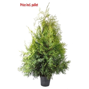 Thuja occ. Brabant, plantmaat 120-140 cm - Rondgestoken - PALLET