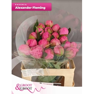 Paeonia Dr. Alexander Fleming | Heavy Quality