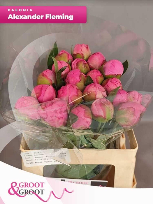 <h4>Paeonia Dr. Alexander Fleming | Heavy Quality</h4>